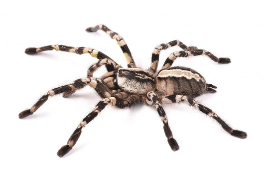 Tarantula Spider Female Poecilotheria Regalis