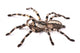 Tarantula Spider Female Poecilotheria Regalis