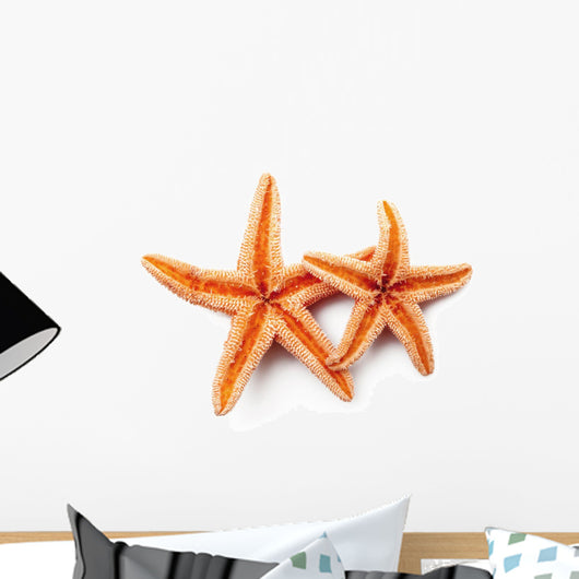 Starfish on White Background