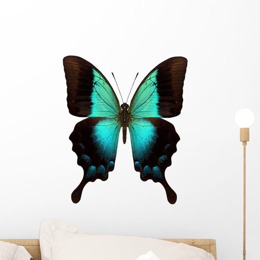 Beautiful Butterfly Isolated on White