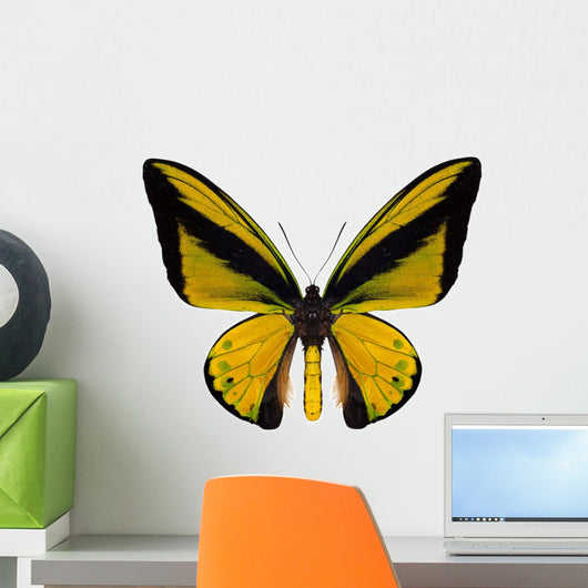 beautiful butterfly isolated on white Wall Decal