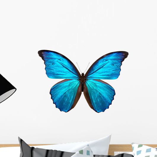 beautiful butterfly isolated on white