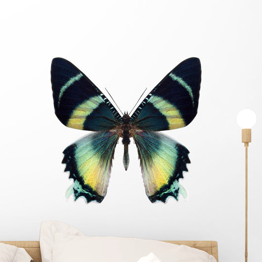Beautiful Butterfly Isolated on White