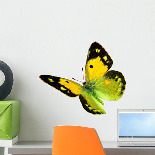 Dark Clouded Yellow (Colias croceus) in flight