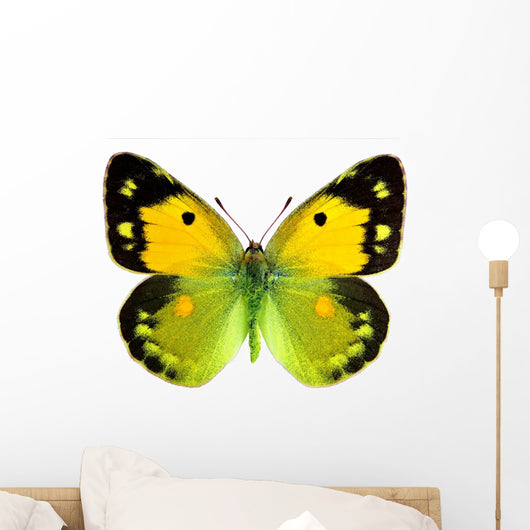 Clouded Yellow Butterfly Wall Decal
