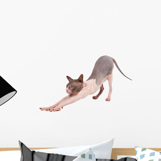 Bald Cat Wall Decal