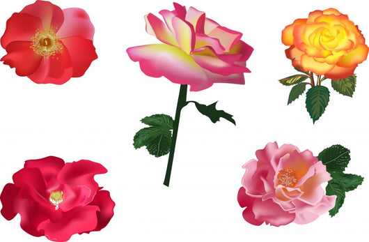 Collection of Five Roses Wall Decal