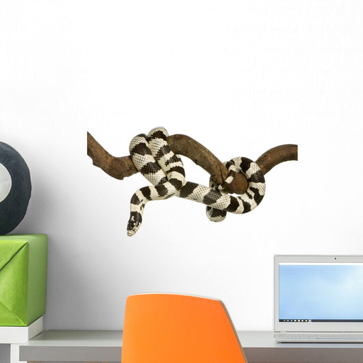 California Kingsnake - Lampropeltis Getulus Californiae Wall Decal