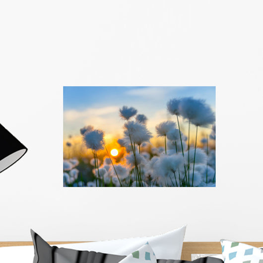 Cotton grass on a background of the sunset sky