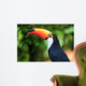 Toucan (Ramphastos toco)