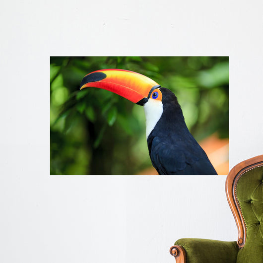 Toucan (Ramphastos toco)