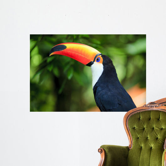 Toucan (Ramphastos toco)