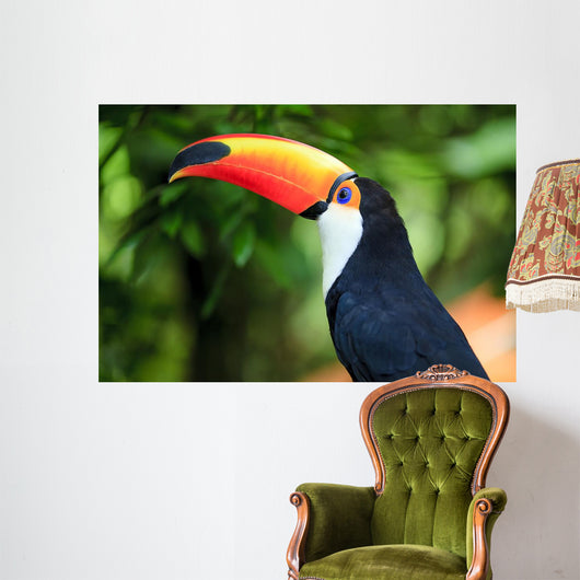 Toucan (Ramphastos toco)