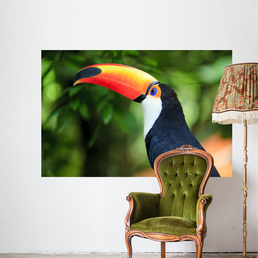 Toucan (Ramphastos toco)