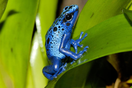 Frog Wall Decal Design 1