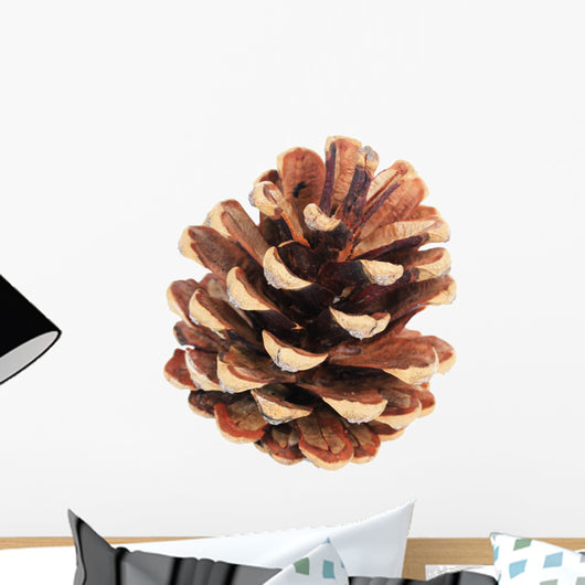 Beautiful Pine Cone Isolated on White