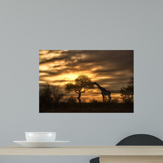 African Giraffe Walking in Sunset