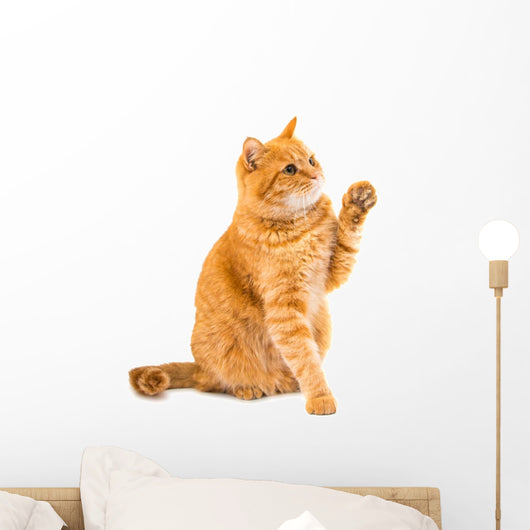 Ginger Cat Isolated