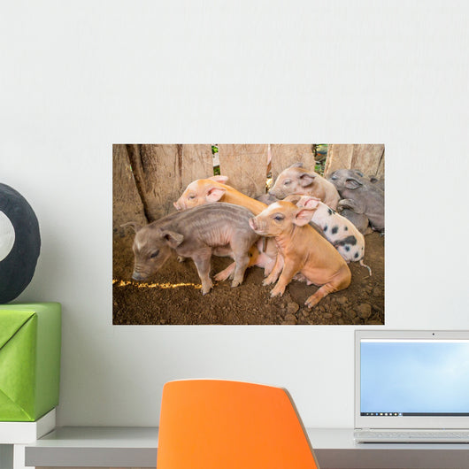 baby pig Wall Mural