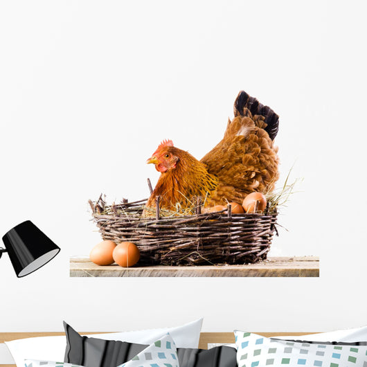 Chicken with eggs isolated on white
