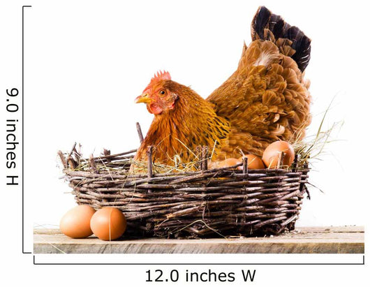 Chicken with eggs isolated on white