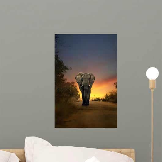 African Elephant Walking in Sunset
