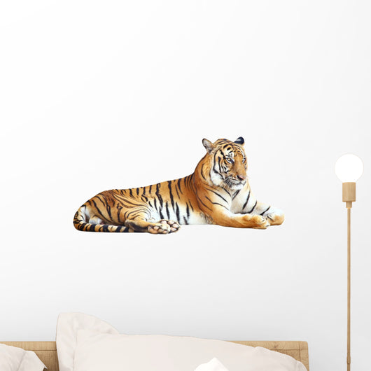 Tiger with clipping path on white background