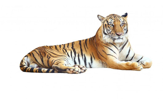 Resting Photo-Realistic Tiger Wall Decal