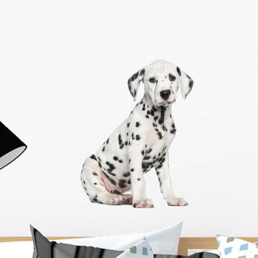 Side View of a Dalmatian Puppy Sitting, Looking at the Camera Wall Decal