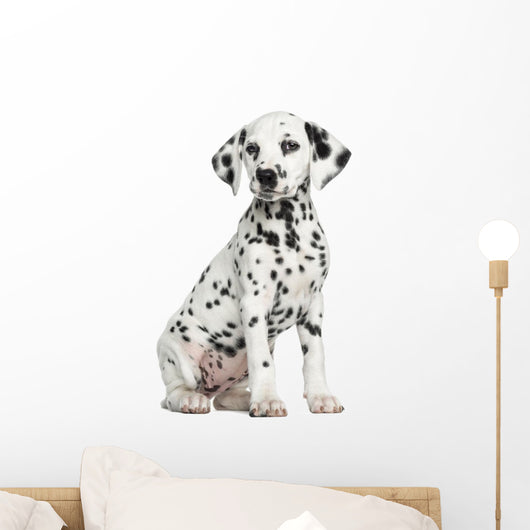 Dalmatian puppy sitting, isolated on white