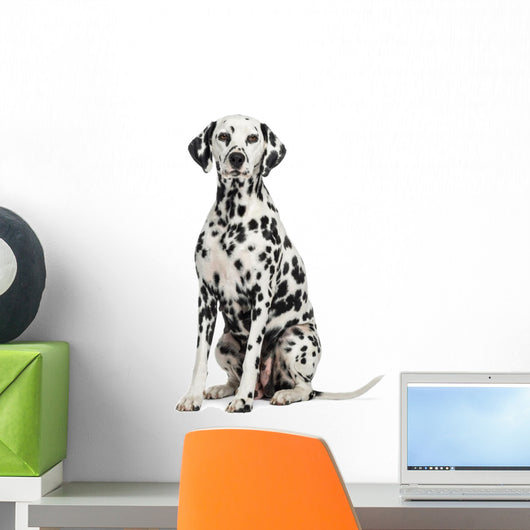 Dalmatian Sitting, Looking at the Camera, Isolated on White