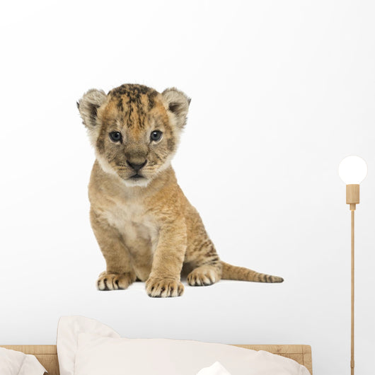 Lion cub sitting, looking at the camera, 16 days old, isolated