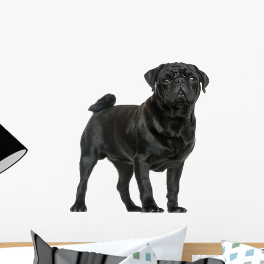 Side View of a Pug Standing, Isolated on White