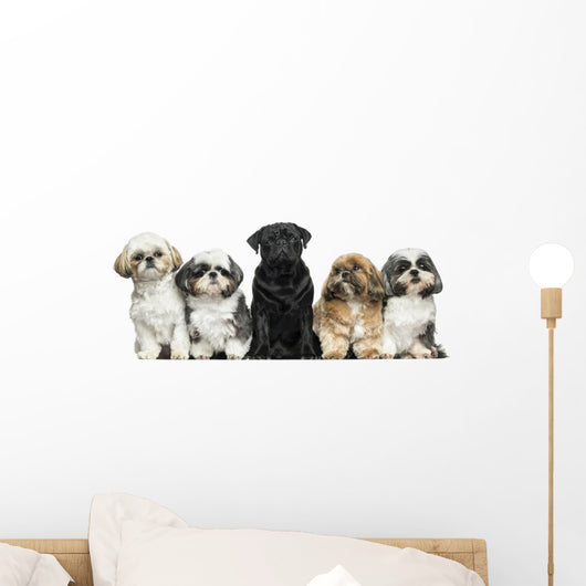 Front view of Dogs in a row, sitting, isolated on white Wall Decal