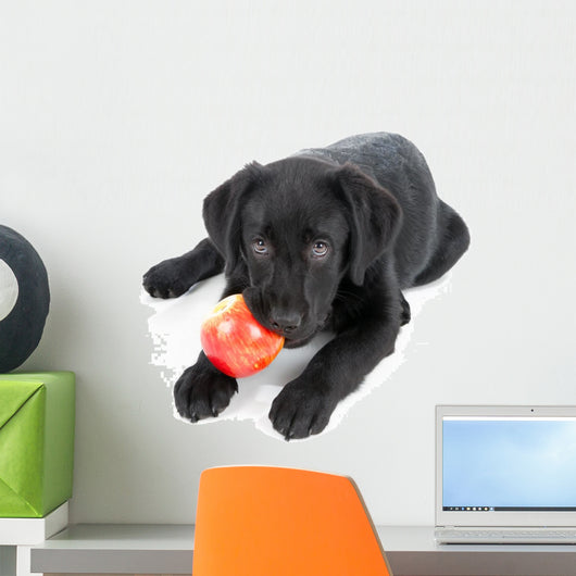 Labrador Retriever Puppy