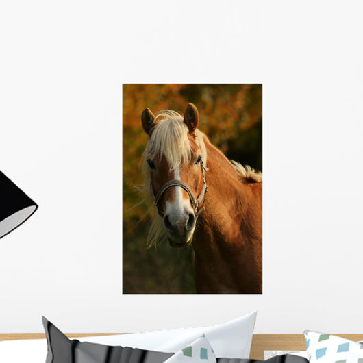 Haflinger Portrait in Evening Sun