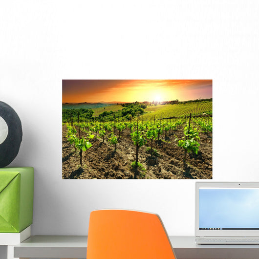 Vineyard