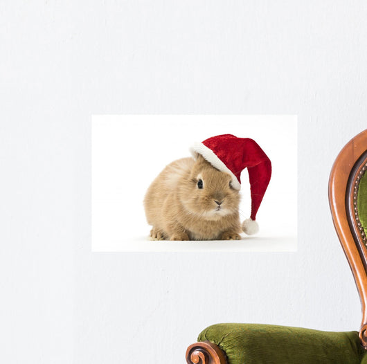 Rabbit with Santa Hat