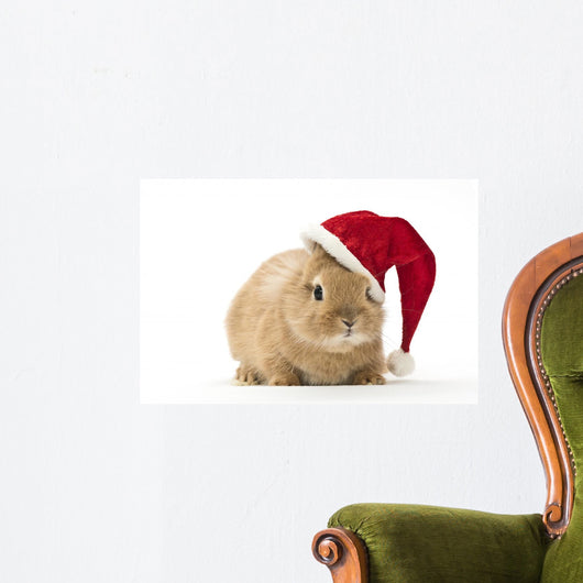 Rabbit with Santa Hat