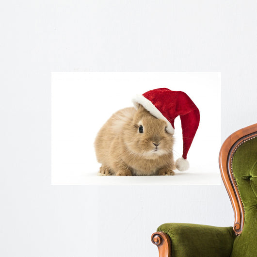 Rabbit with Santa Hat
