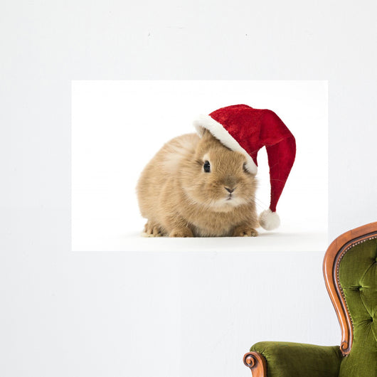 Rabbit with Santa Hat