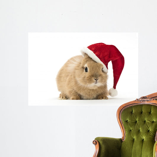Rabbit with Santa Hat