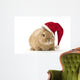 Rabbit with Santa Hat
