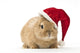 Rabbit with Santa Hat