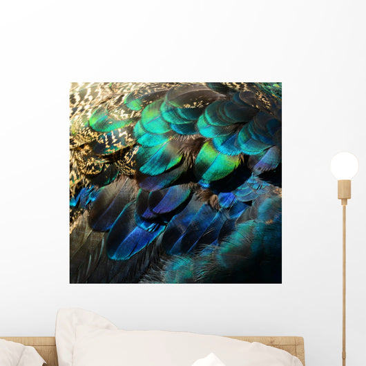 Colorful Peacock Feathers