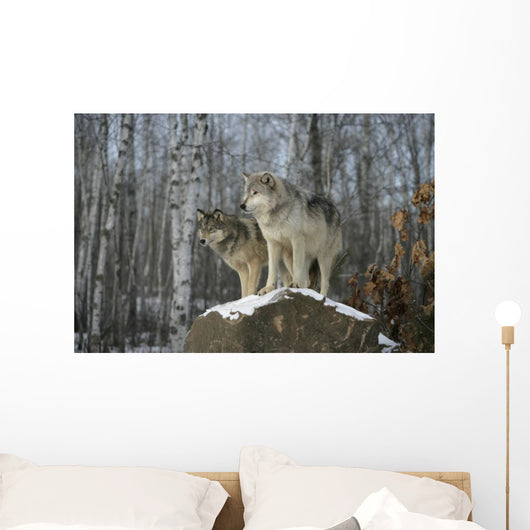 Grey wolves Wall Mural