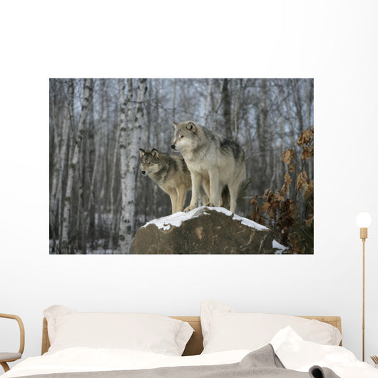 Grey wolves Wall Mural