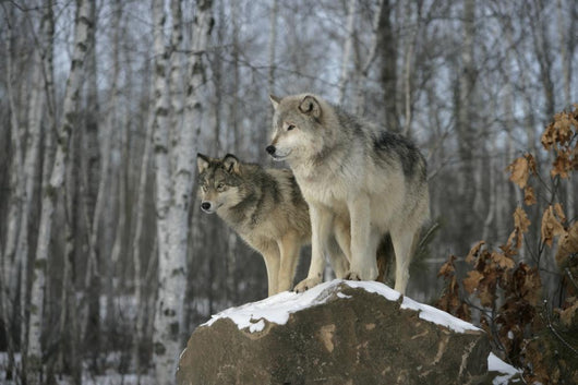 Grey wolves Wall Mural