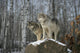 Grey wolves Wall Mural