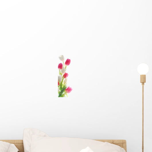 white and red tulips against white background